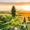 39.500 % bis zum Allzeithoch mit Aurora Cannabis & 15.500 % bei Tilray Brands