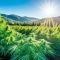 50 - 200 % * X mit Cannabis Aktien? Aurora, Tilray, Organigram, Planet 13, High Tide, Village Farms