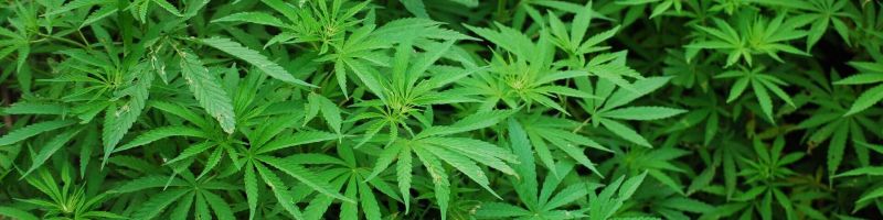 Aurora Cannabis - Umkehrsignale mehren sich - BevCanna gibt Schub