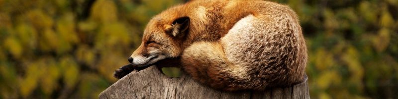 Beruhigung vom Abverkauf – Adidas, Almonty Industries, E.ON Aktie