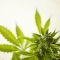 Cannabis Legalisierungen voraus? Aurora Cannabis, Ayurcann Holdings, Tilray Aktie