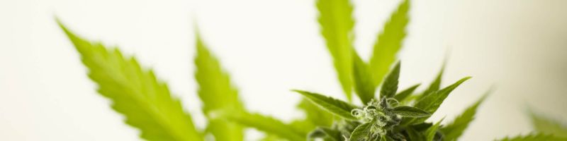 Cannabis Legalisierungen voraus? Aurora Cannabis, Ayurcann Holdings, Tilray Aktie