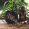 Cannabis Markt 12.2012 &ndash; Aurora Cannabis, BevCanna Enterprises und Cronos Group