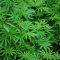 Cannabis – Trendwende für Canopy Growth und EXMceuticals Inc.?