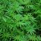 Droge oder Heilmittel - Aurora Cannabis, PsyBio Therapeutics, Tilray