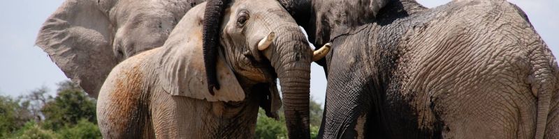 Elefantenhochzeit und Nachschubsicherung – Almonty Industries, Newcrest Mining, Newmont Aktie