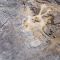 Goldenes Westafrika &ndash; Barrick Gold, AngloGold Ashanti, Desert Gold Ventures