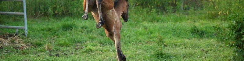 Neuer Übermut bei KI-Aktien? AMD, Grid Metals, Infineon Technologies Aktie