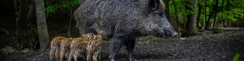 Schweinezyklus schlägt zu – Globex Mining, Newmont, Zalando Aktie
