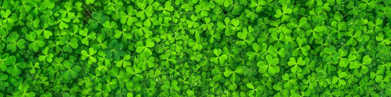 Vervielfachungspotenzial - First Hydrogen, FlatexDegiro, Nio Inc Aktien