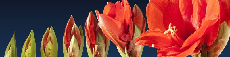 Wachsen trotz Krise – Aspermont, C3.AI, Delivery Hero Aktie