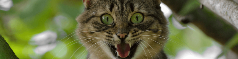 Was ist denn da los? Heidelberger Druckmaschinen, Singulus Technologies, AdTiger