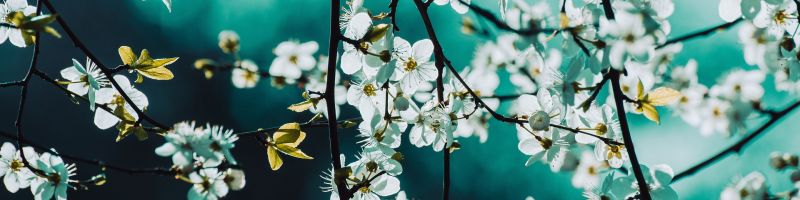 Wasserstoff Aktien wieder gefragt &ndash; Trendwechsel? First Hydrogen, Nel ASA, PowerCell Sweden Aktie